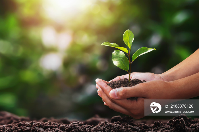 hand holding small tree for planting. concept green world