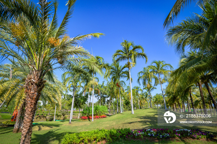 公园里的棕榈树花园/美丽的棕榈园和花卉热带植物