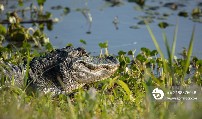 长着牙齿的鳄鱼在湿地岸边的日落中微笑