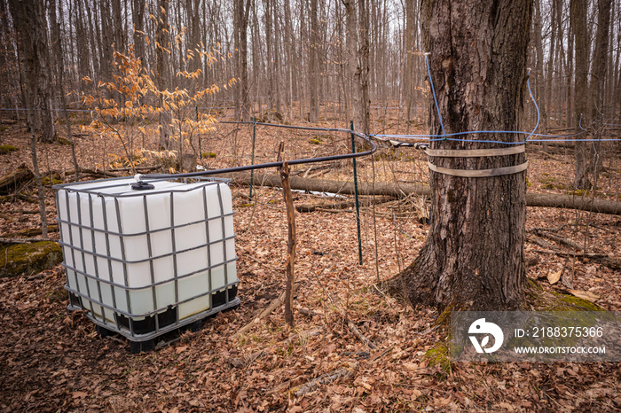 Maple Sap Collection