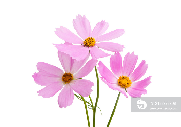 Cosmea flowers isolated