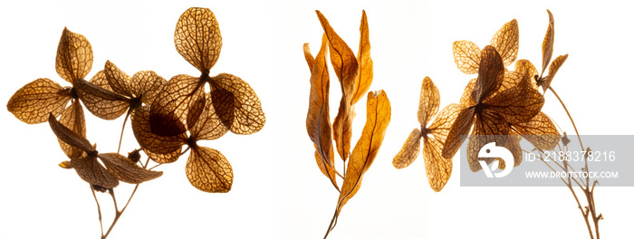 dry flowers hydrangea close up in the detail isolated on a white background