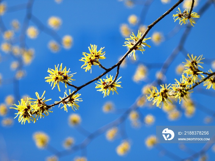 マンサクの花、日本の早春の風景