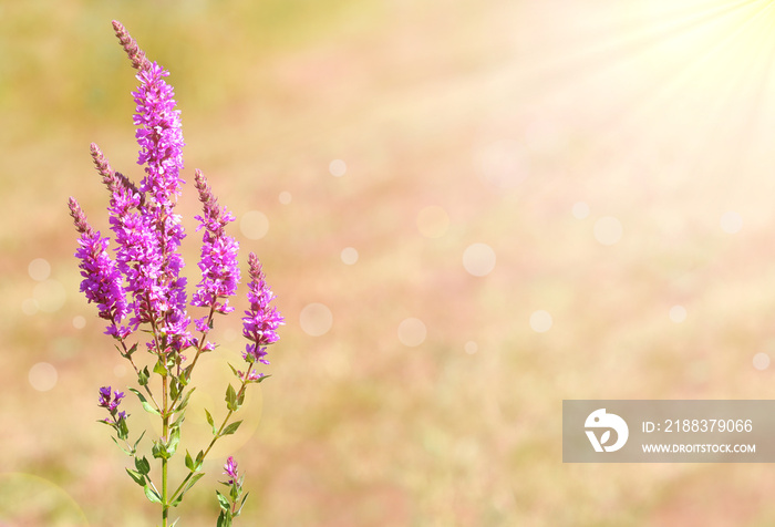 Purple loosestrife flower under summer bright light,