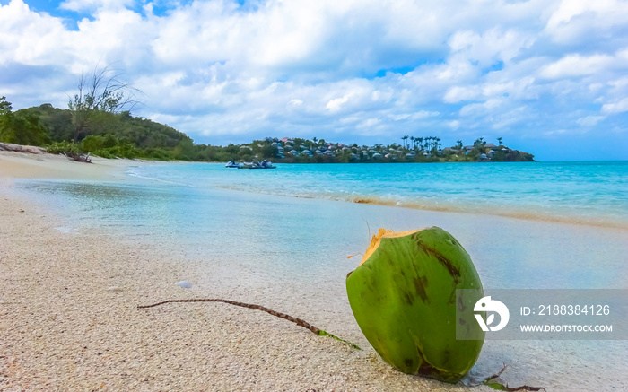 Noix de coco fraîche sur le sable à Antigua, plage de la vallée de léglise.