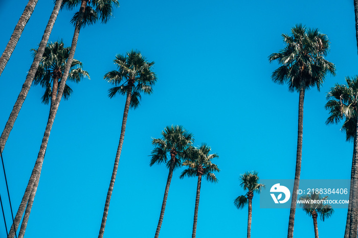 Beautiful Los Angeles palms during hot summer day. Summer spirit and vibes in California.