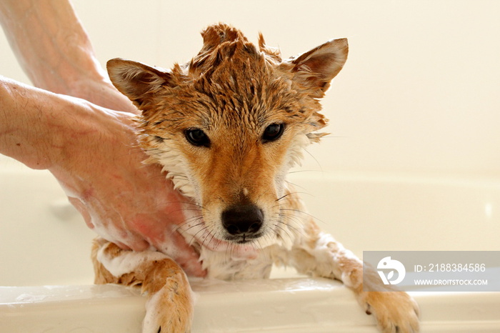 石けんまみれの柴犬