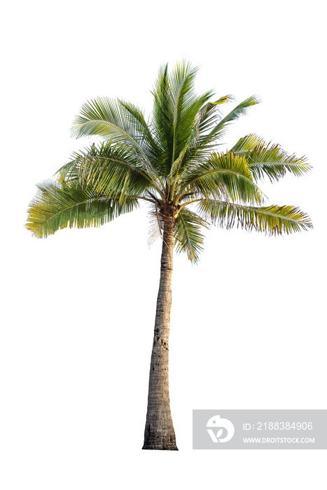 隔离的椰子树