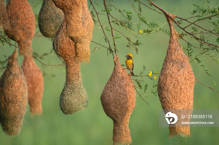 Baya weaver (Ploceus philippinus) with Nesting Colony