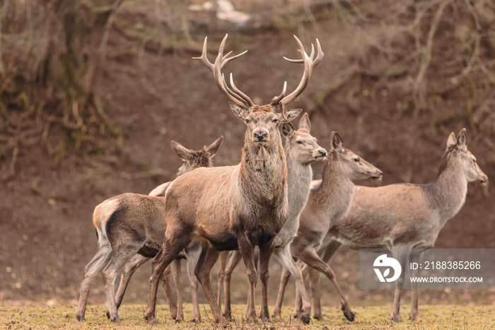 马鹿（Cervus elaphus）是一种非常大的鹿，其特征是它们的长腿和红色