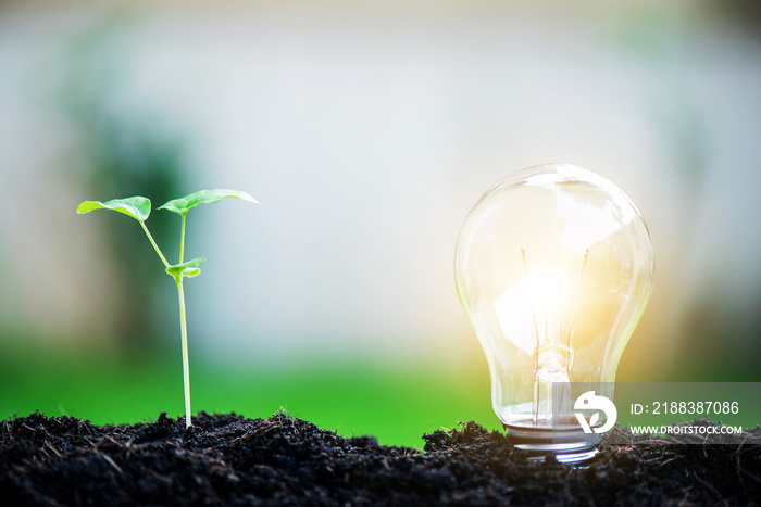 Light bulb and tree sapling glowing in soil, idea or energy and safe environment concept