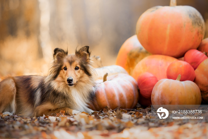 Dog with pumpkins. Halloween holidays. Shetland Sheepdog Sheltie dog with pumpkin. Harvest. Thanksgi