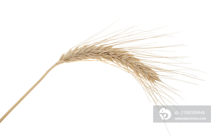 spike of wheat isolated