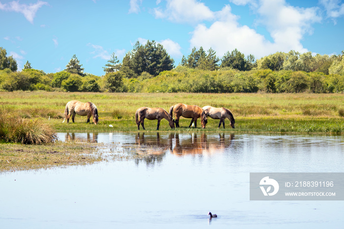 Chevaux Henson dans la prairie，Baie de Somme，Le Marquenterre，法国上法兰西岛