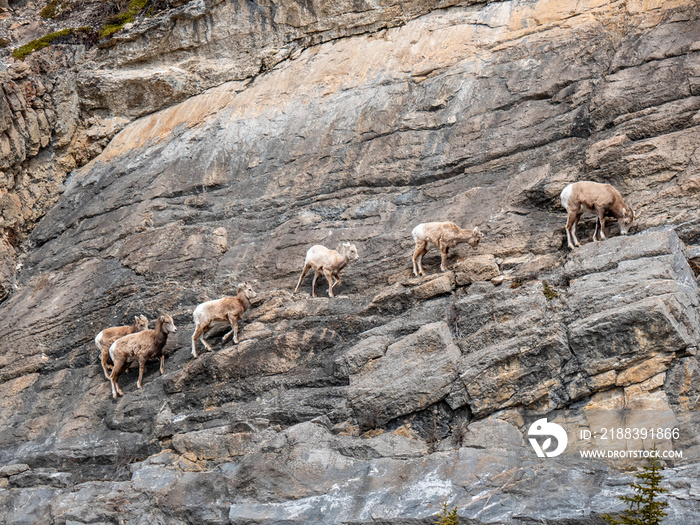 Herd of Mountain Goats on a Cliff