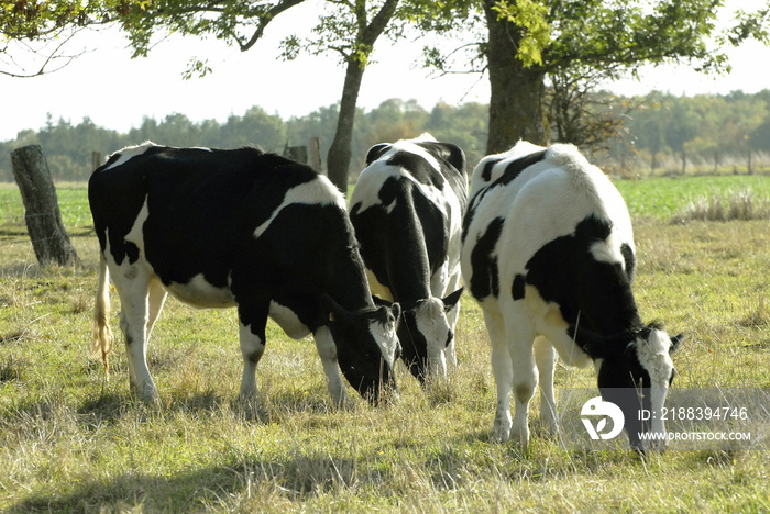 vaches de race Holstein au pré, département de lEure, Normandie, France