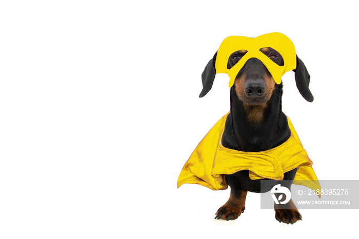 Funny puppy dog dressed as a super hero for carnival or halloween. Isolated on white background.