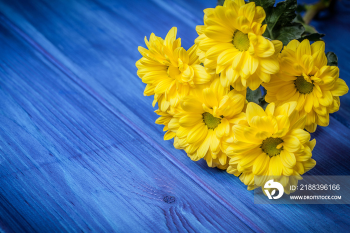 Yellow chrysanthemum flowers