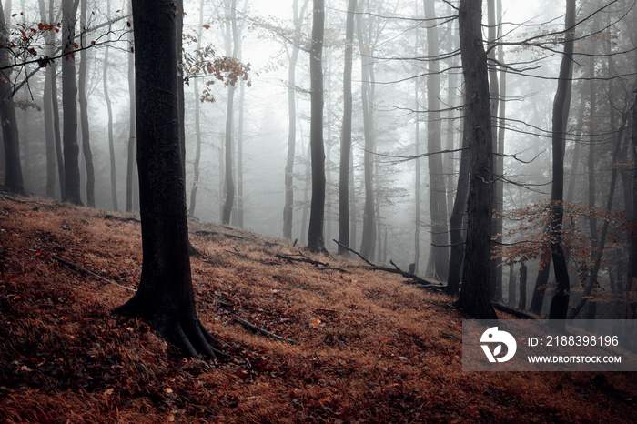 Gruseliger Wald mit Nebel