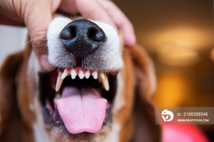 The vet in the hospital brushing the dogs teeth To find tooth decay And plaque in the teeth of dogs