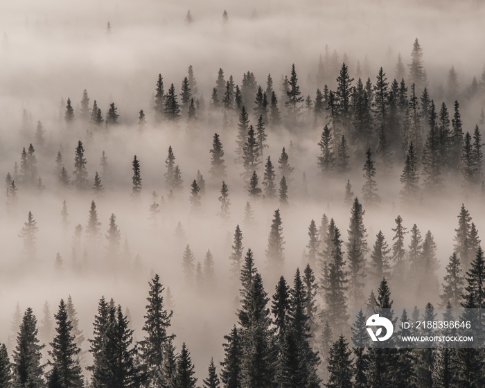 冬季雾蒙蒙的森林中常青树的高景——背景图片很酷