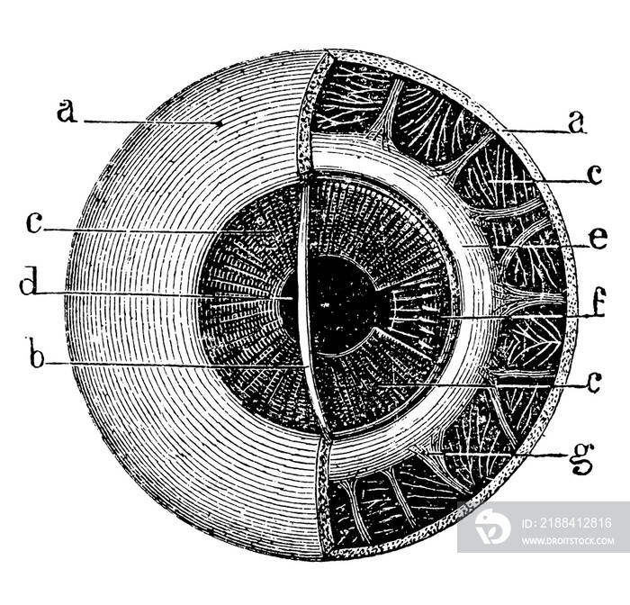 Section through the front part of the eyeball, parallel to the iris. Illustration of the 19th centur