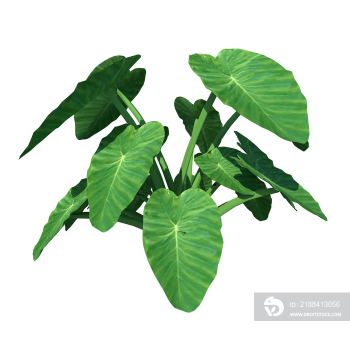 Front view of Plant (Taro Colocasia Esculenta) Tree white background 3D Rendering Ilustracion 3D