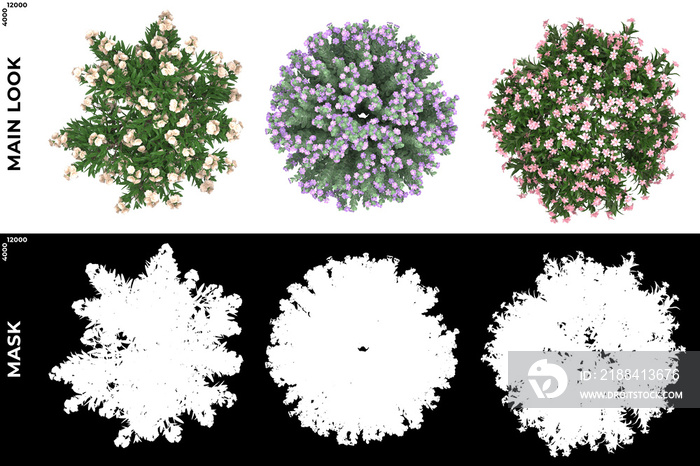 带阿尔法掩码的花树俯视图，用于剪切和PNG编辑。森林和自然合成。