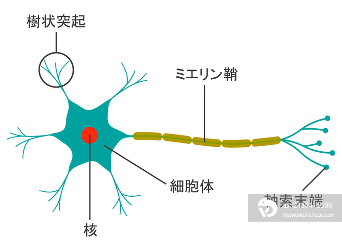ニューロン