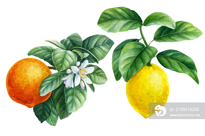 带柑橘、柠檬、橙色的开花枝条，透明背景上的叶子，水彩植物