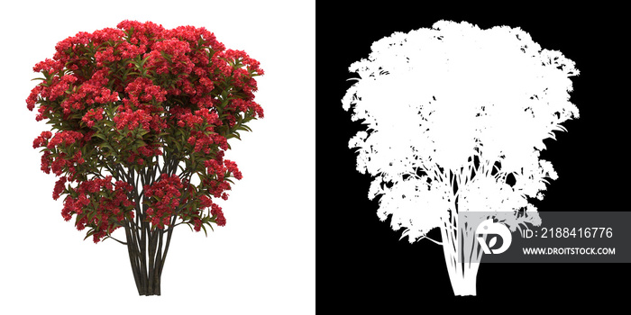 带有alpha通道的树（紫薇属）png的左视图到剪切3D渲染