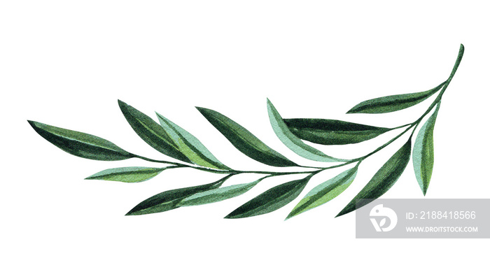 Watercolor illustration with olive branch. Floral illustration for wedding stationary, greetings, wa