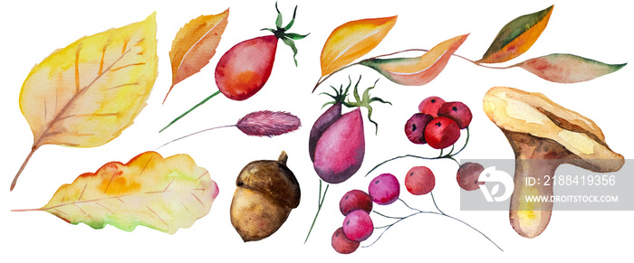 带有黄色、橙色和红色叶子、橡子、蘑菇和浆果的秋季水彩系列