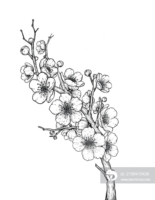 branch of a Sakura blossom drawing on white background