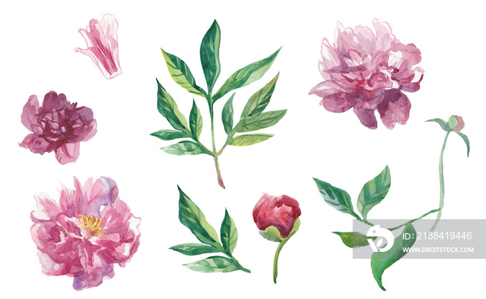 Set of watercolor peonies with leaves and buds.