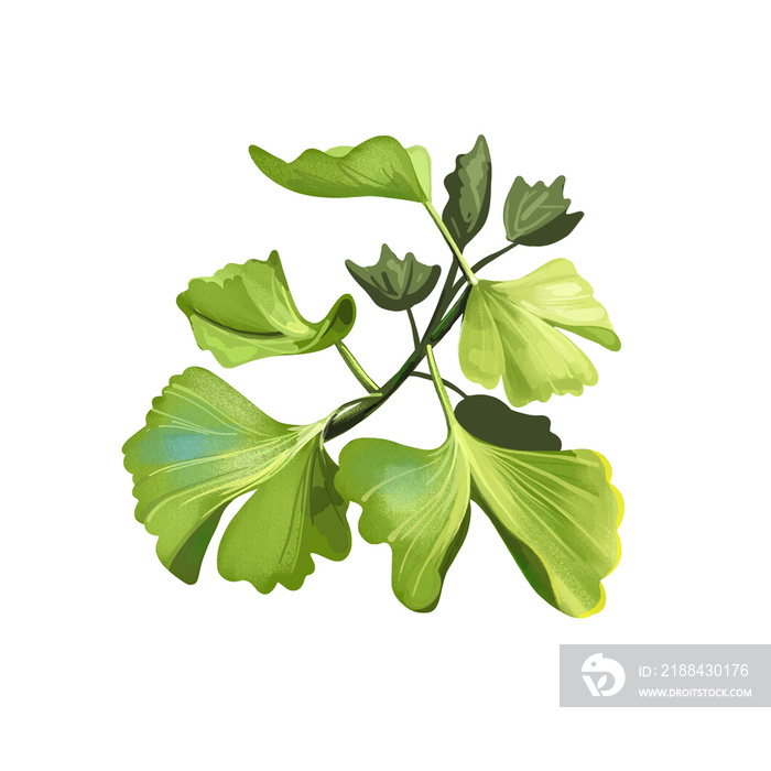 Ginkgo unusual non-flowering seed plants. Digital art illustration of Ginkgoales, green leaves of pa