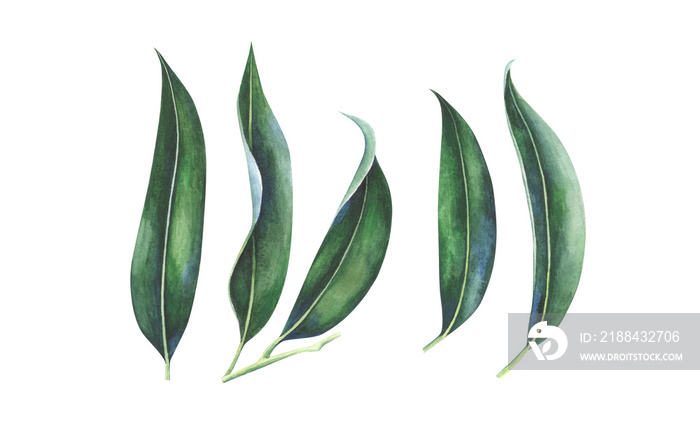 Tropical leaves set isolated on white. Watercolor hand drawn illustration.