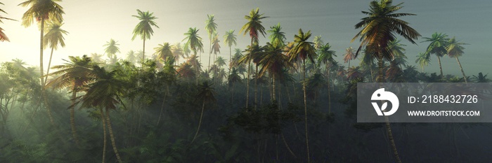 Sunrise in the jungle, palm trees in the fog in the morning, the rays of the sun in the palm trees,