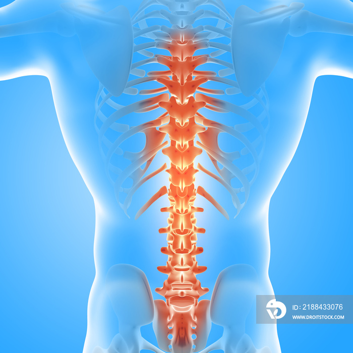 突出显示脊柱的3D男性医学人物