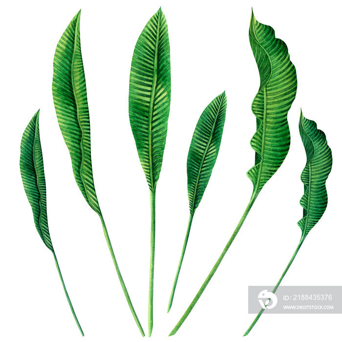 Watercolor painting set green leaves isolated on white background.Watercolor hand drawn illustration