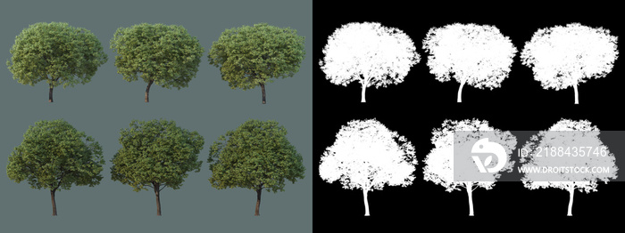 various types of trees