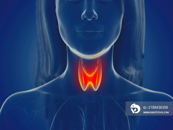 3d rendered medically accurate illustration of a womans thyroid gland