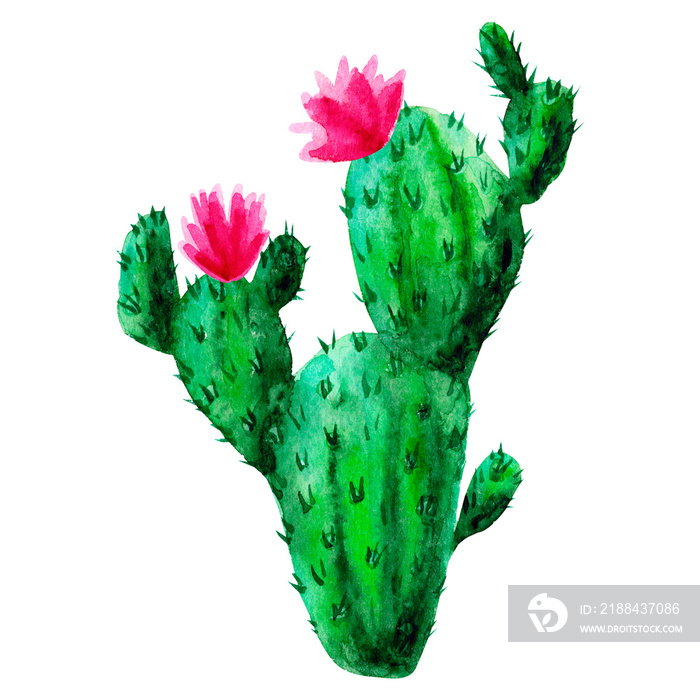 Exotic green cactus. Tropic cacti. Watercolor hand drawn botanical illustration. Clipart design for 