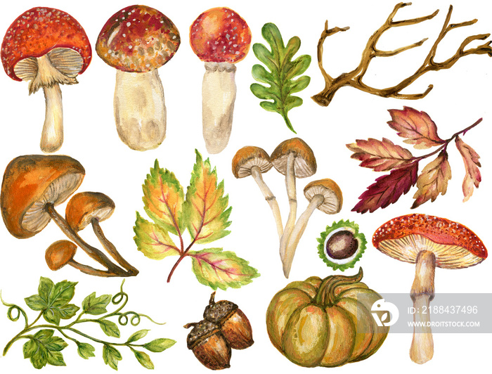 彩色水彩画水粉画秋天的树枝上有叶子和动物，蔬菜手绘插图