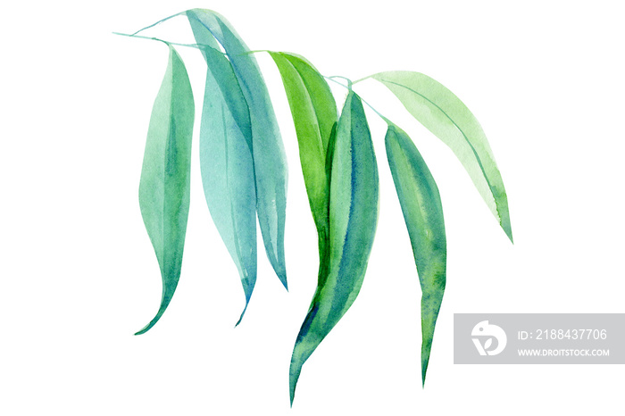 branch with green leaves, eucalyptus, watercolor illustration on an isolated white background