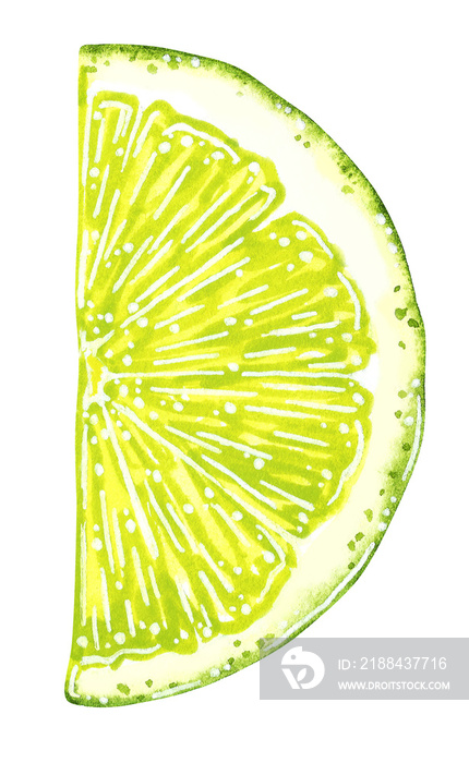 Half lime slice. Hand drawn watercolor illustration isolated on white.