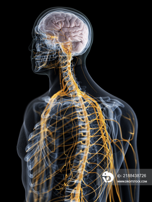 3d rendered medically accurate illustration of the brain and nervous system