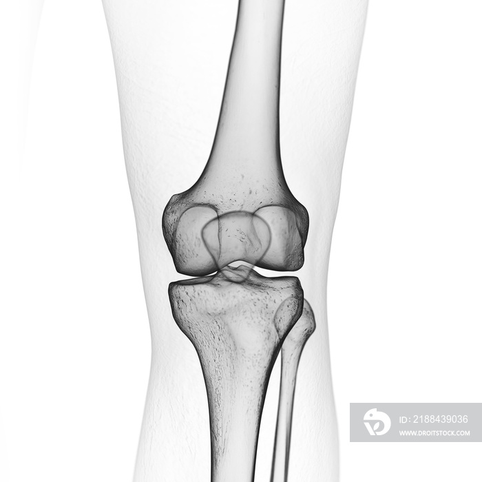 膝关节骨骼的三维医学精确图示