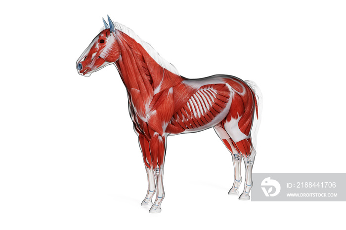 马肌肉解剖结构的三维医学精确图示