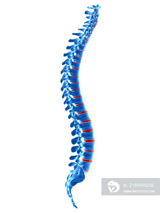 人体脊椎的医学精确三维绘制